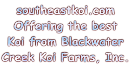 southeastkoi.com Offering the best  Koi from Blackwater  Creek Koi Farms, Inc.